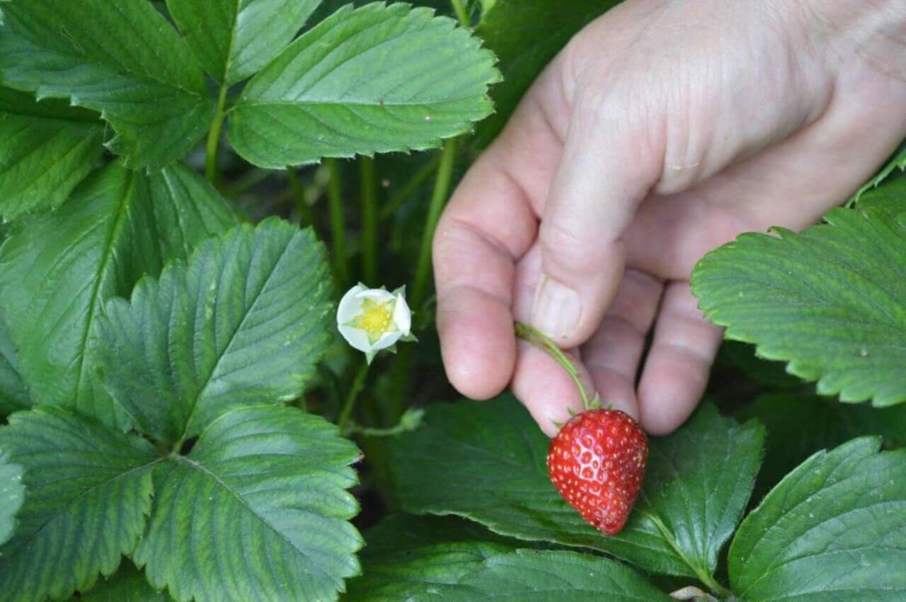 Sunny Garden Apartment ปลาตาเรีย ภายนอก รูปภาพ